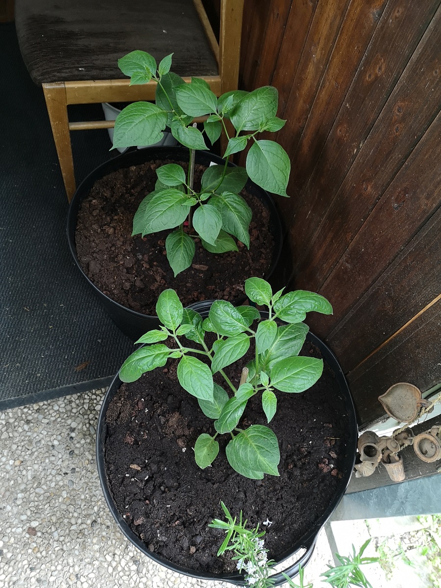 2rocoto2.jpg