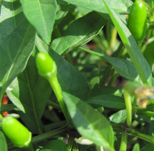 3.4.11 Zimbabwe bird 1 chilis2.JPG