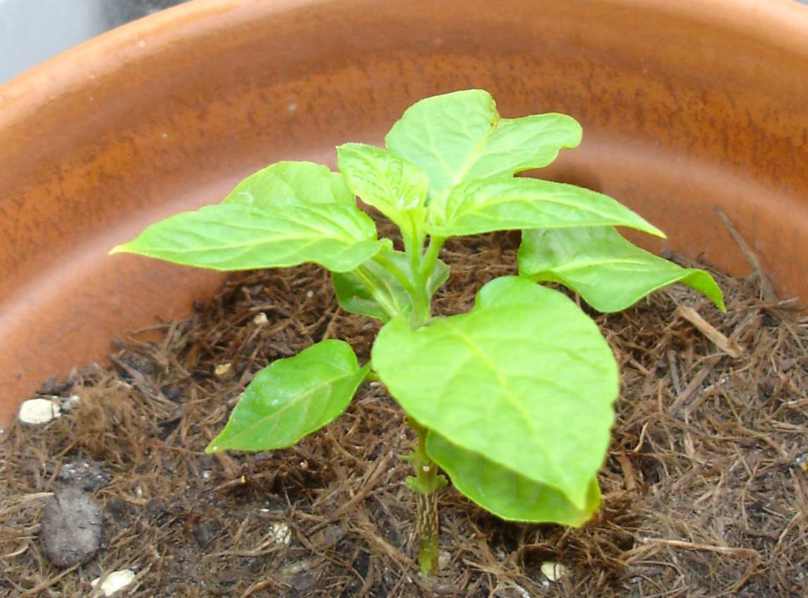 3 DSC05142 Bhut Jolokia.jpg