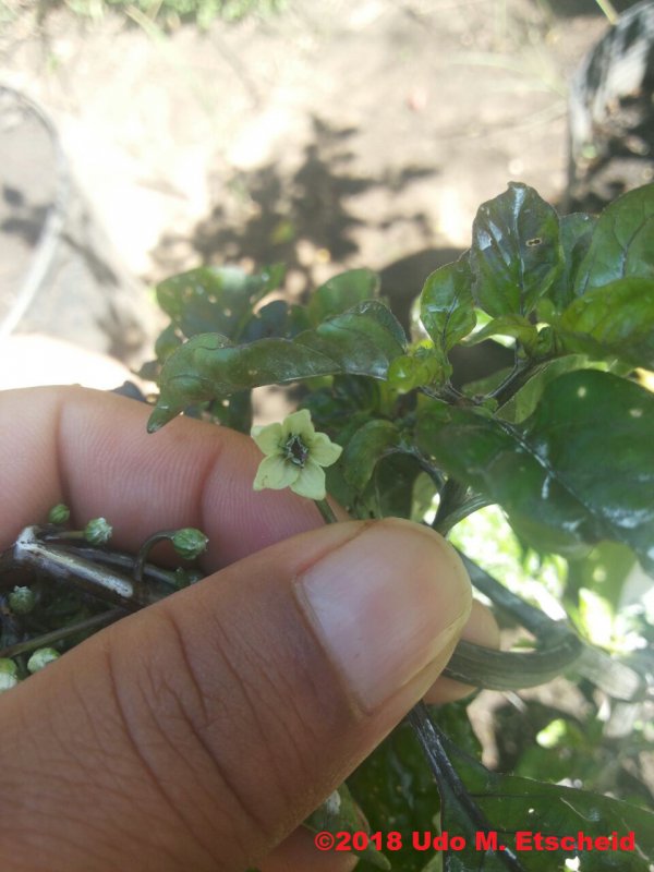 303_caja_x_cheiro_roxa_bluete_02_02_2018_ok.jpg