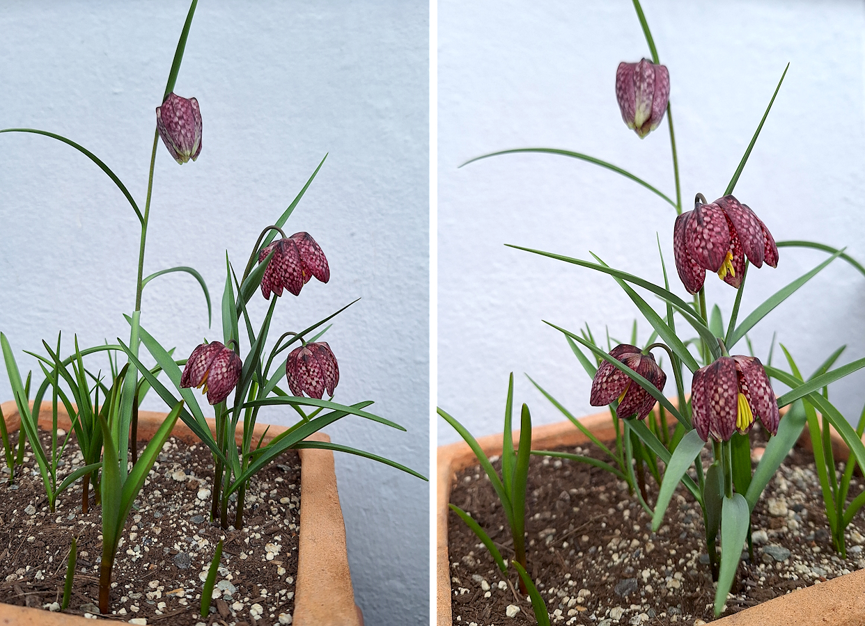 31032024_Fritillaria-Duo1.jpg