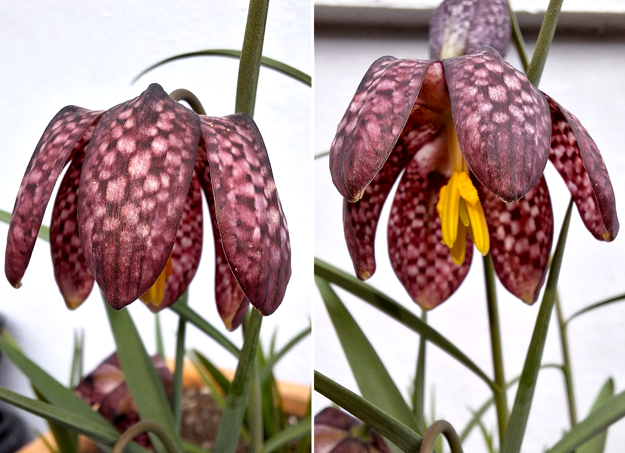 31032024_Fritillaria-Duo2.jpg