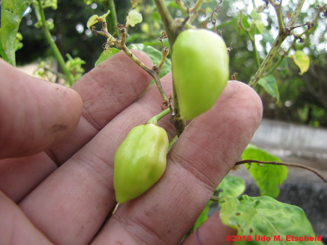 329_fatalii_white_frucht_15_04_2018_ok.jpg