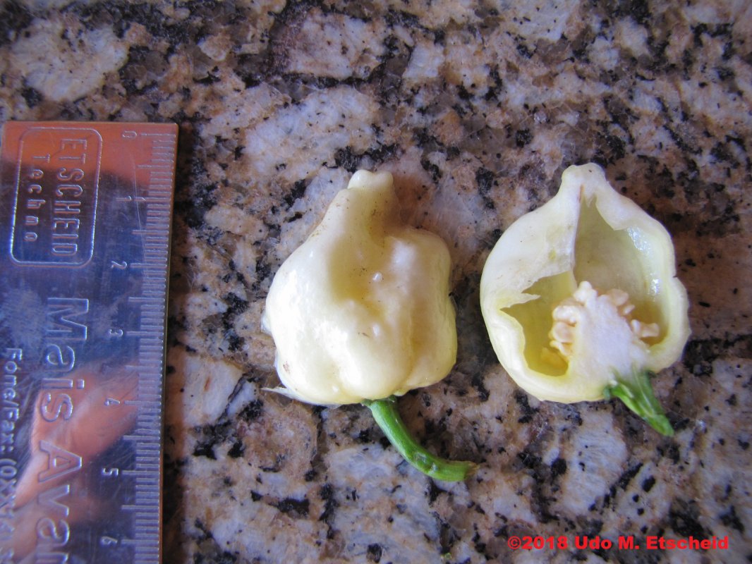 334_hb_white_frucht_offen_25_04_2018_ok.jpg