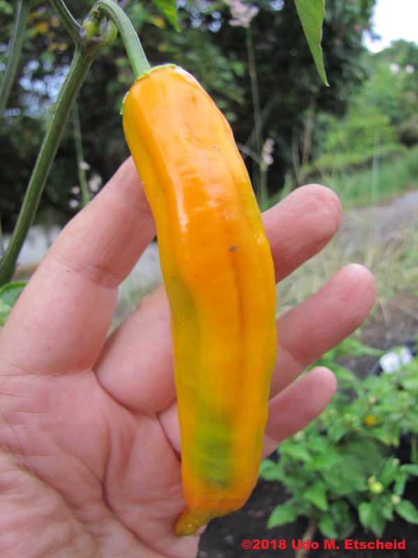 341_aji_amarillo_frucht_15_12_2018_ok.jpg