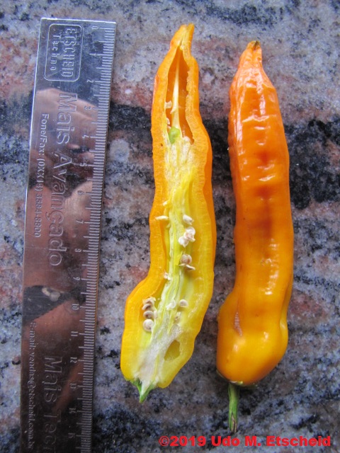 341_aji_amarillo_frucht_offen_18_01_2019_ok.jpg