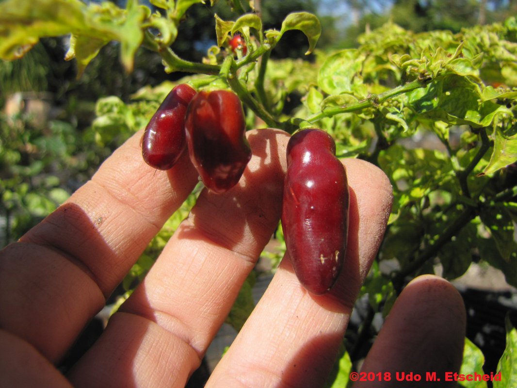 356_cheiro_roxa_x_scarlet_lantern_frucht_23_05_2018_ok.jpg