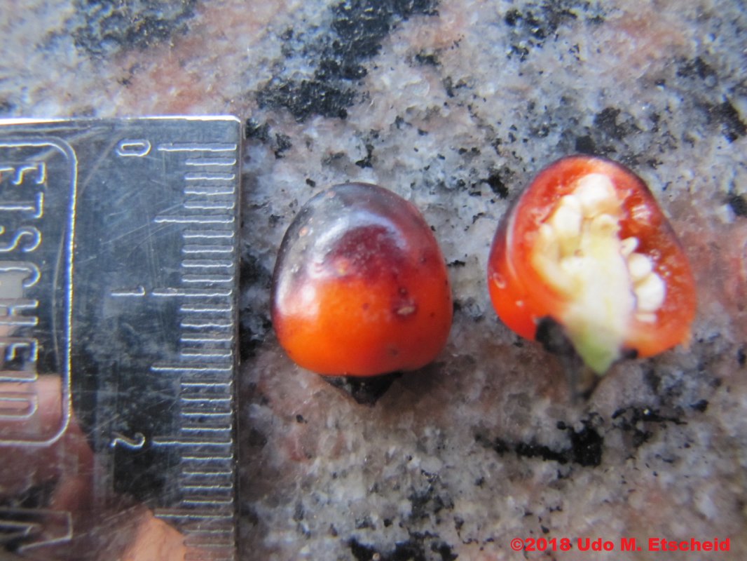 370_pretty_in_purple_frucht_offen_25_04_2018_ok.jpg