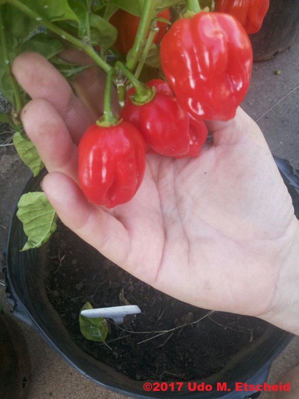 38_hb_red_frucht_01_12_2017_ok.jpg