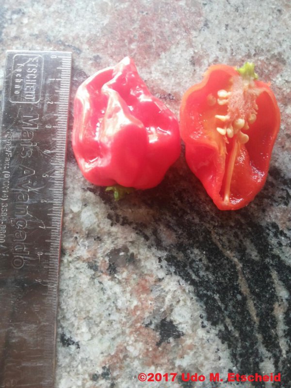 38_hb_red_frucht_offen_01_12_2017_ok.jpg