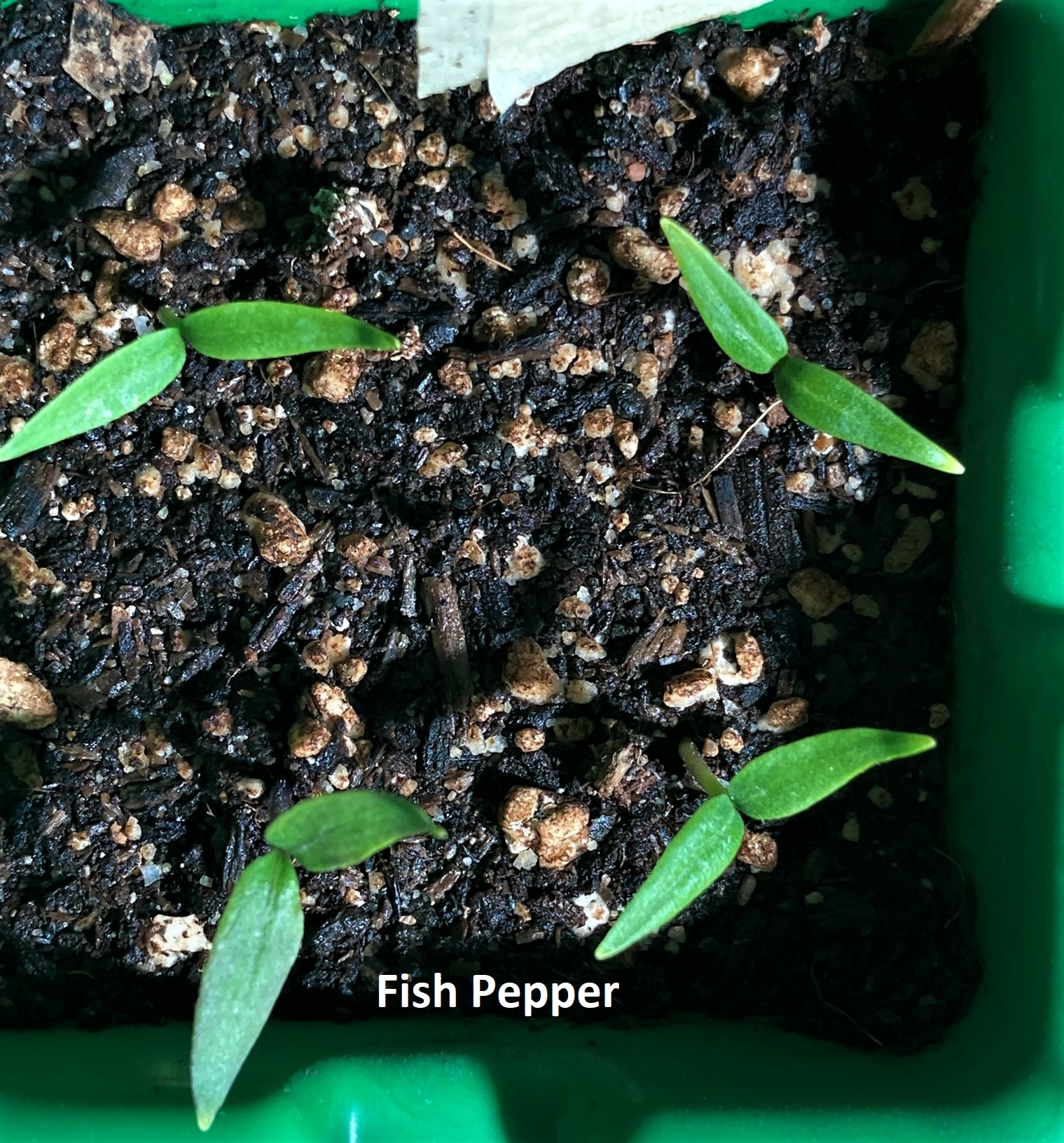 4 Fish Pepper-1.jpg