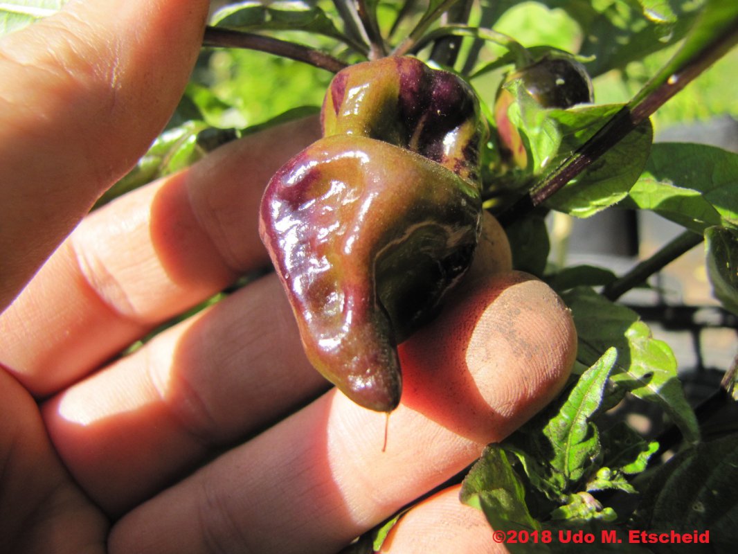 404_bhut_jolokia_purple_frucht_25_04_2018_ok.jpg