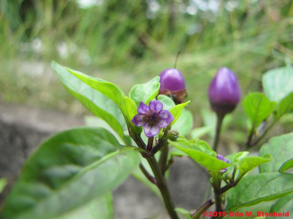 424_chinese_5_colors_flor_18_01_2019_ok.jpg