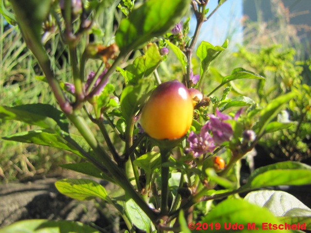 424_chinese_5_colors_frucht_09_02_2019_ok.jpg