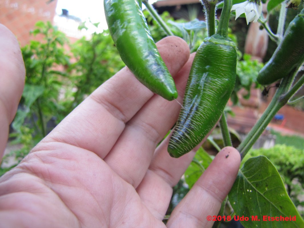 424_jalapeno_farmer_market_potatao_frucht_24_03_2018_ok.jpg