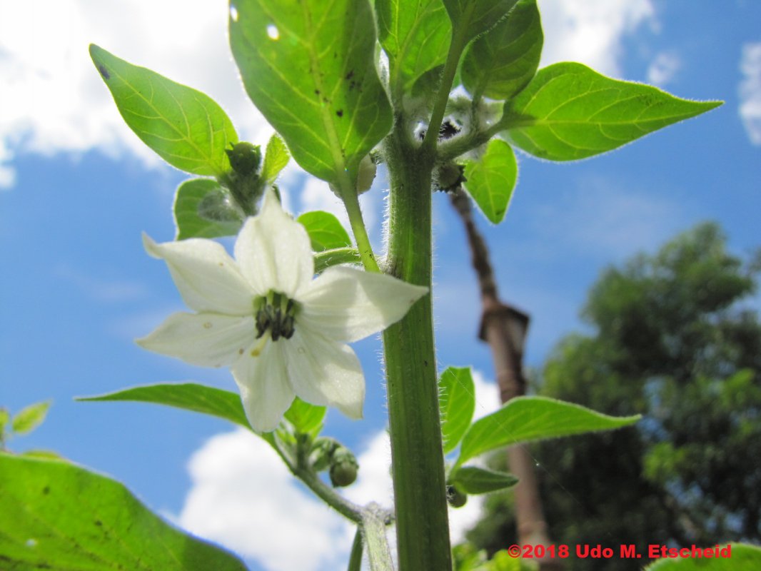 424_jalapeno_farmer_market_potato_bluete_03_03_2018_ok.jpg