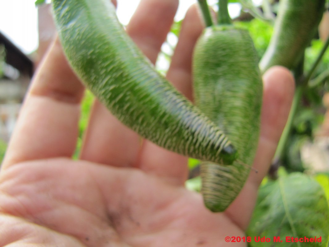 424_jalapeno_farmers_market_potato_frucht_01_04_2018_ok.jpg