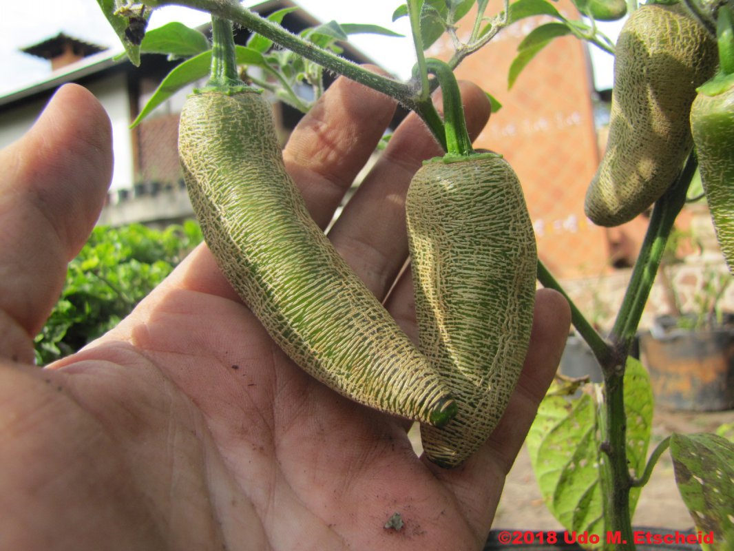 424_jalapeno_farmers_market_potato_frucht_15_04_2018_ok.jpg