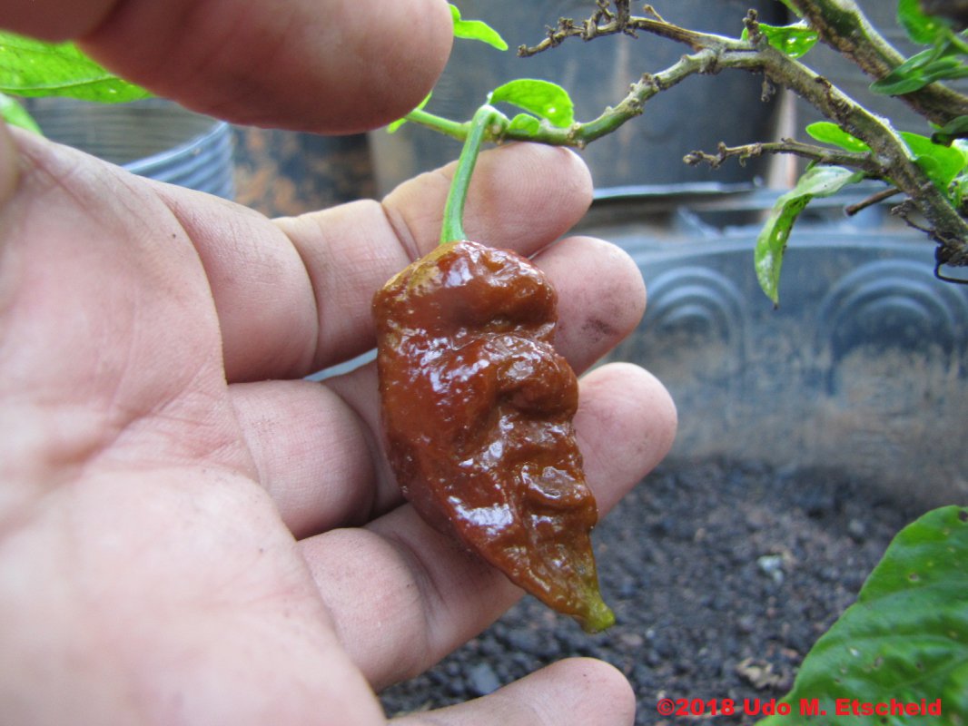 456_black_naga_frucht_15_12_2018_ok.jpg