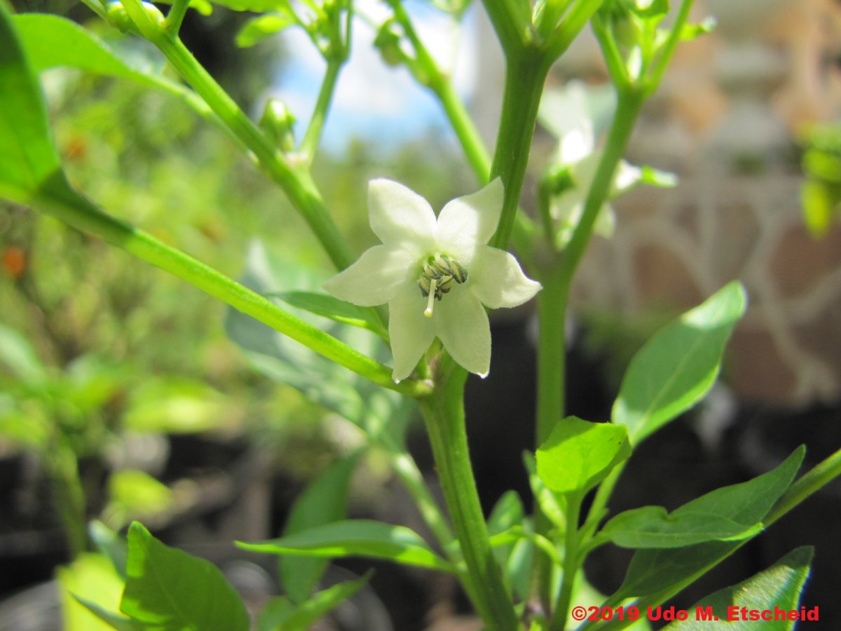 461_short_yellow_tabasco_flor_18_01_2019_ok.jpg