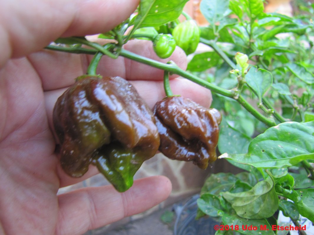 466_cp115_frucht_15_12_2018_ok.jpg