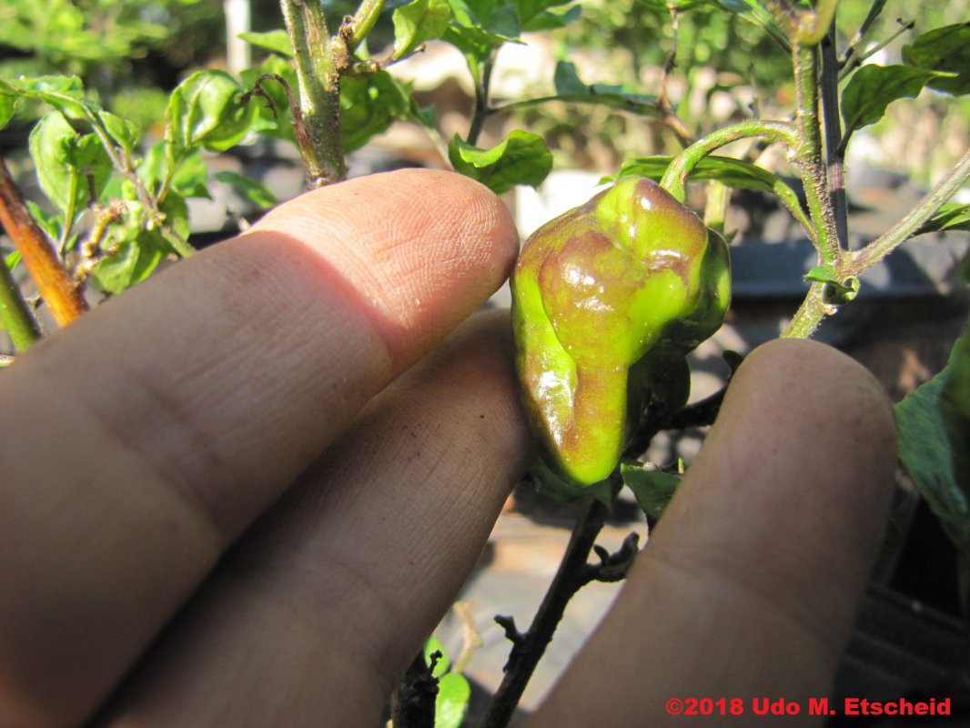 468_roxa_frucht_04_11_2018_ok.jpg