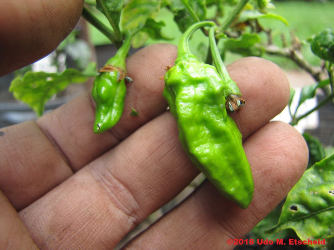 477_bhut_jolokia_yellow_frucht_10_11_2018_ok.jpg