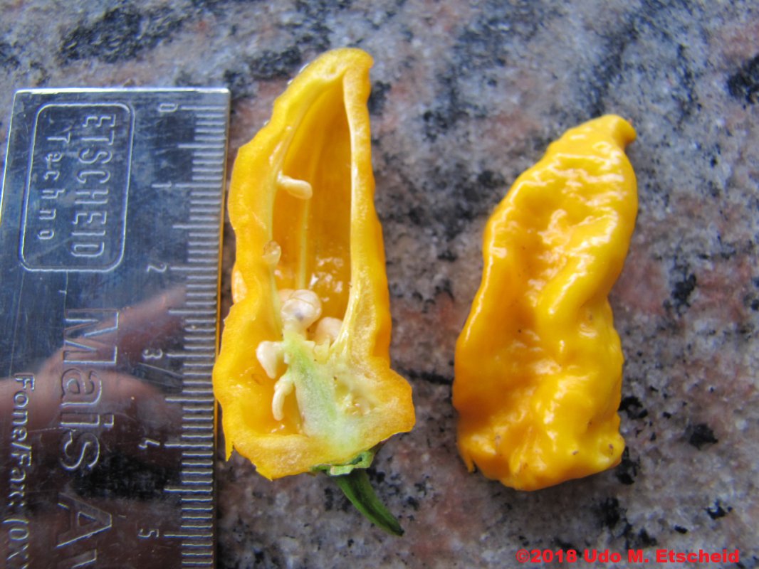 477_bhut_jolokia_yellow_frucht_offen_09_12_2018_ok.jpg