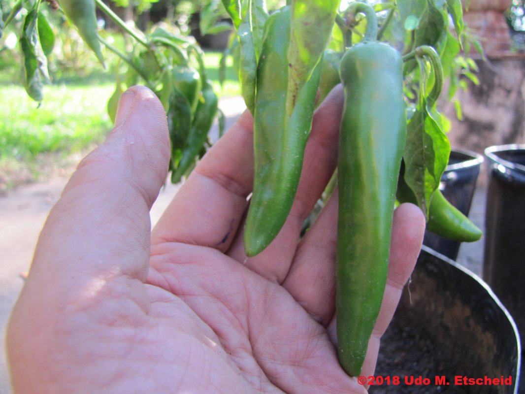 486_guajillo_frucht_21_10_2018_ok.jpg