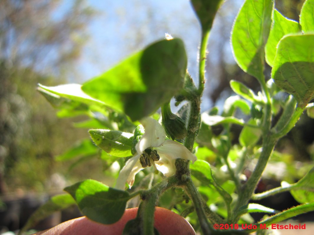 490_serrano_chile_bluete_15_07_2018_ok.jpg