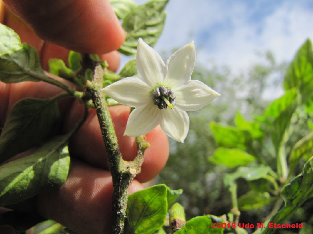 490_serrano_chile_flor_04_11_2018_ok.jpg