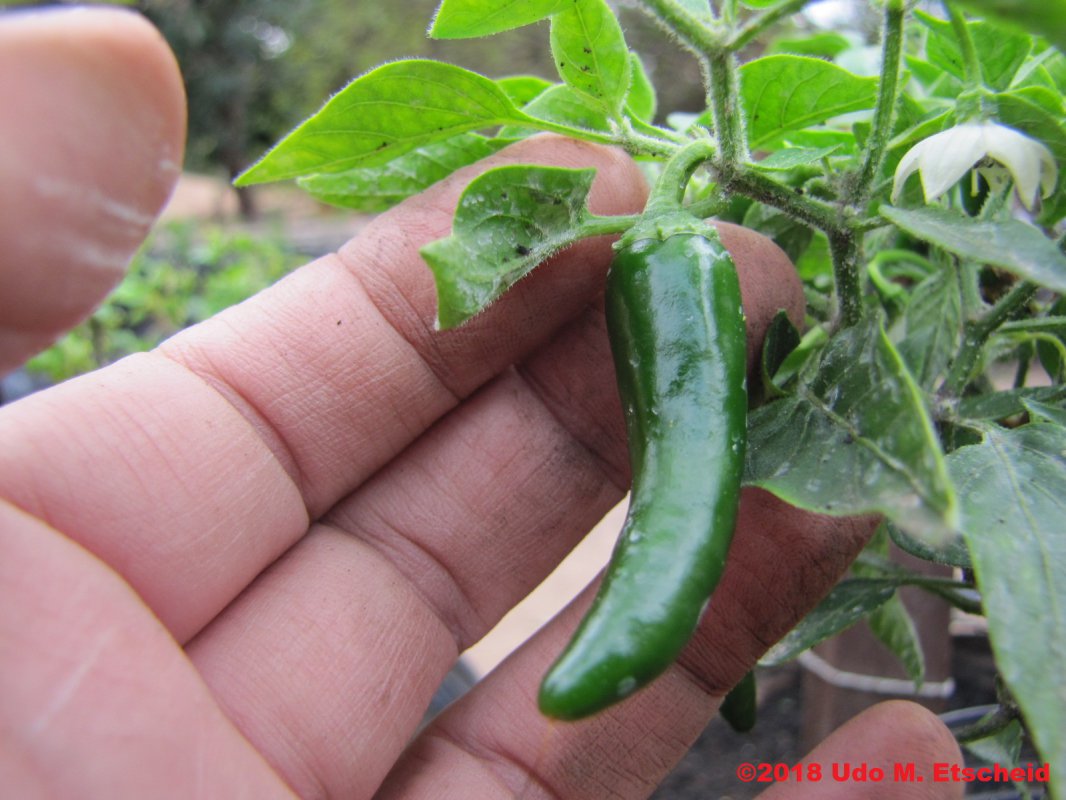 490_serrano_chile_frucht_05_08_2018_ok.jpg