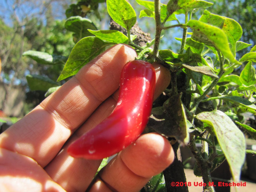 490_serrano_chile_frucht_22_09_2018_ok.jpg