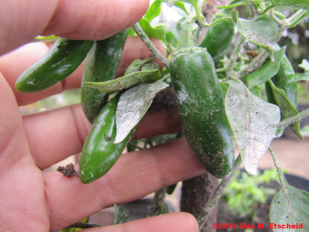 490_serrano_chile_frucht_25_08_2018_ok.jpg