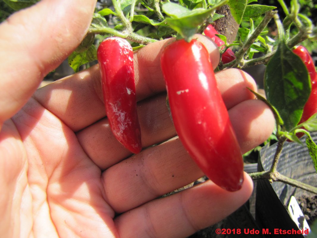 490_serrano_chile_frucht_29_09_2018_ok.jpg