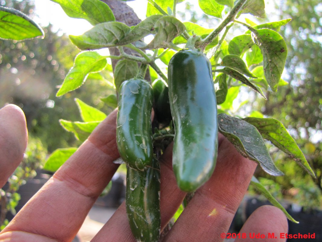 490_serrano_chile_frucht_31_08_2018_ok.jpg