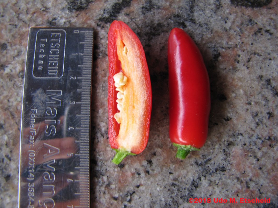 490_serrano_chile_frucht_offen_29_09_2018_ok.jpg