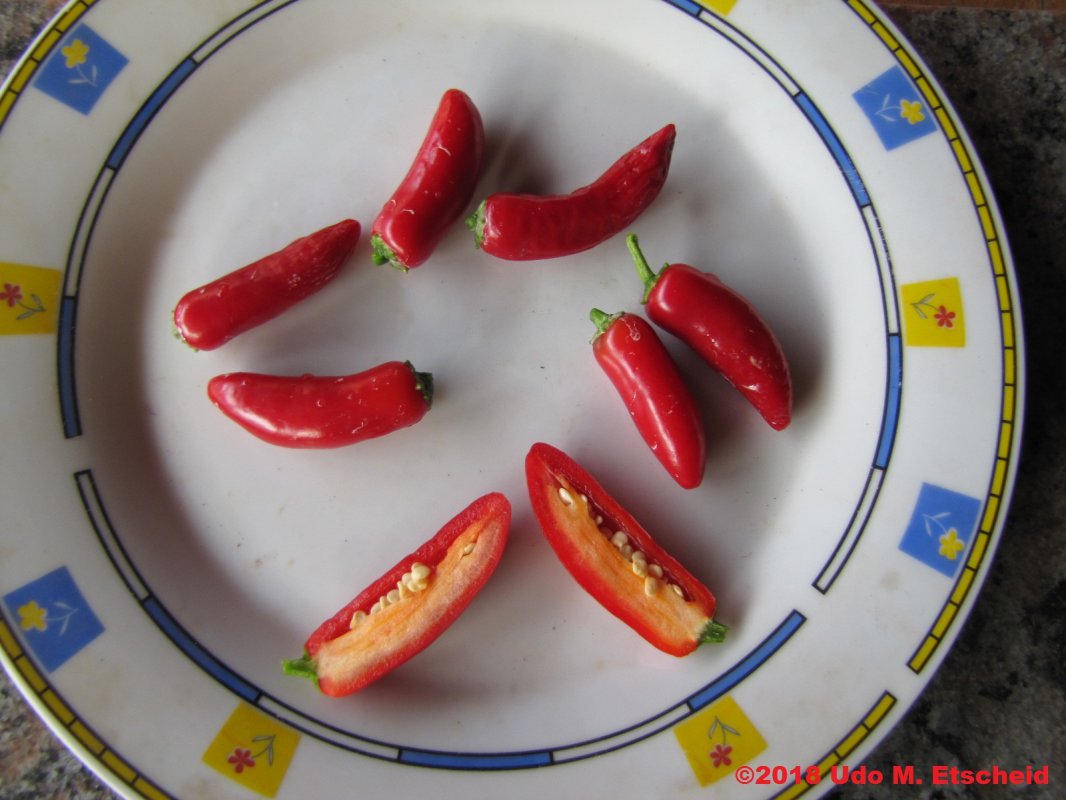 490_serrano_chile_frucht_teller_29_09_2018_ok.jpg