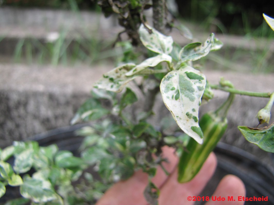 493_fish_pepper_blatt_13_10_2018_ok.jpg