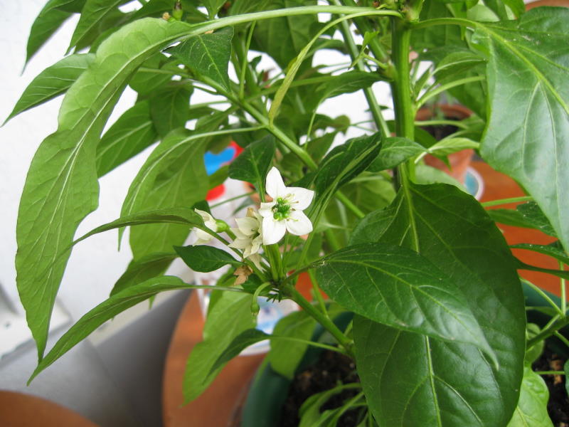 5-2013_06_19_Chili_0007.JPG