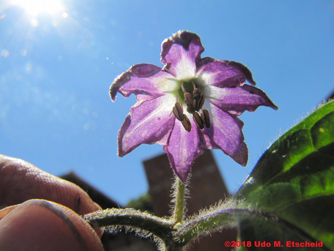 500_rocoto_manzano_rojo_bluete_22_09_2018_ok.jpg