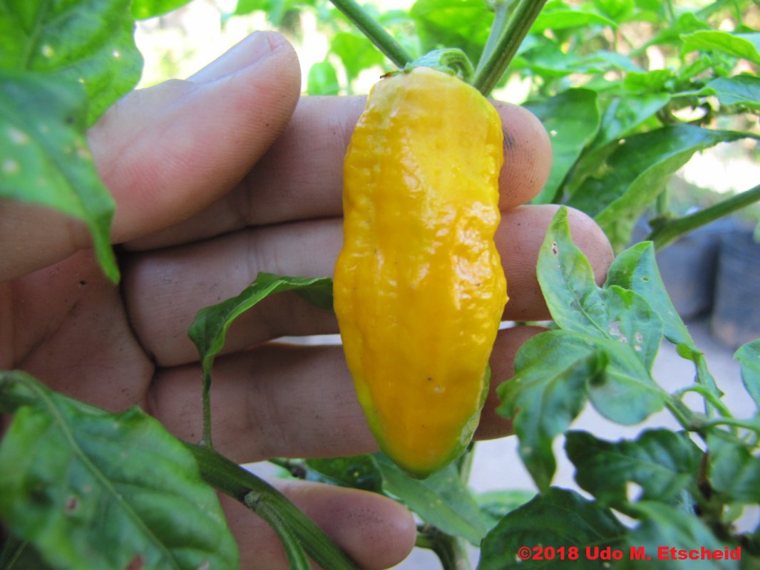 512_7_pot_carboruga_yellow_frucht_15_12_2018_ok.jpg