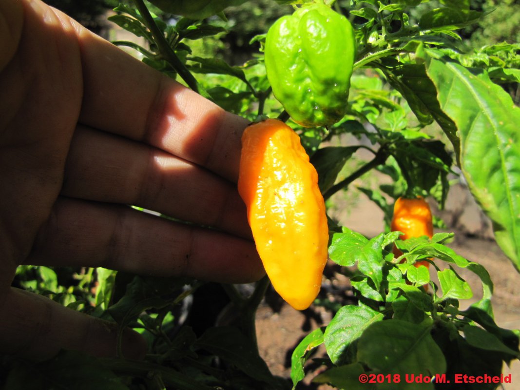 512_7_pot_carboruga_yellow_frucht_22_12_2018_ok.jpg