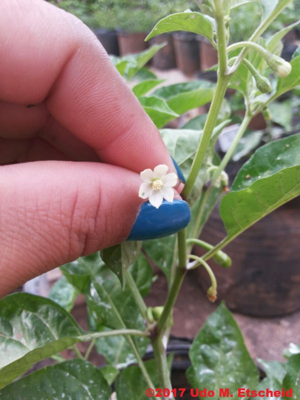55_fidalga_bluete_21_10_2017_ok.jpg