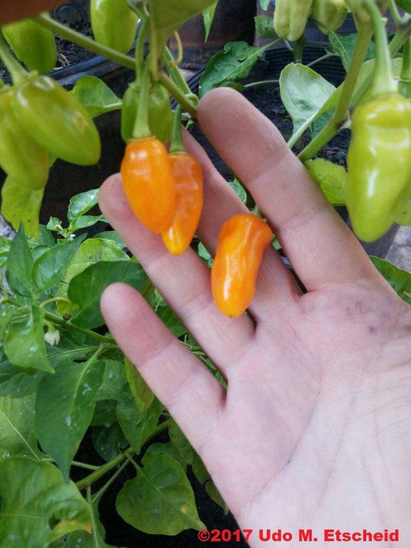 55_fidalga_frucht_01_12_2017_ok.jpg