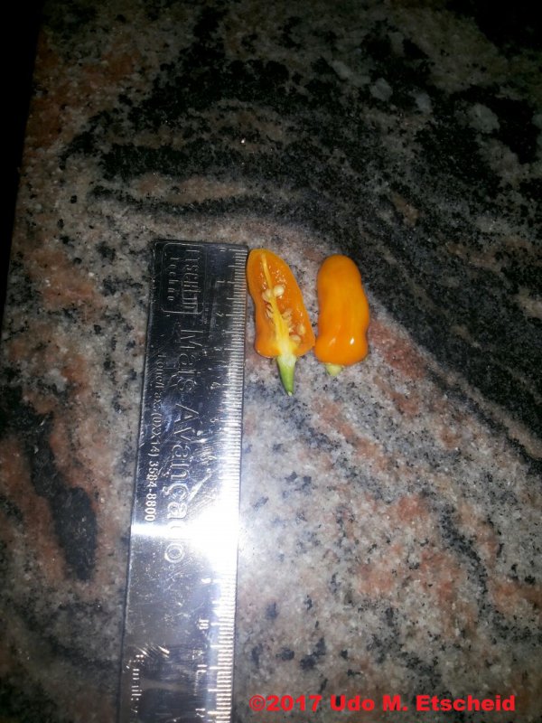 55_fidalga_frucht_offen_01_12_2017_ok.jpg