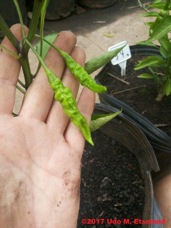 68_murupi_vermelha_frucht_26_11_2017_ok.jpg