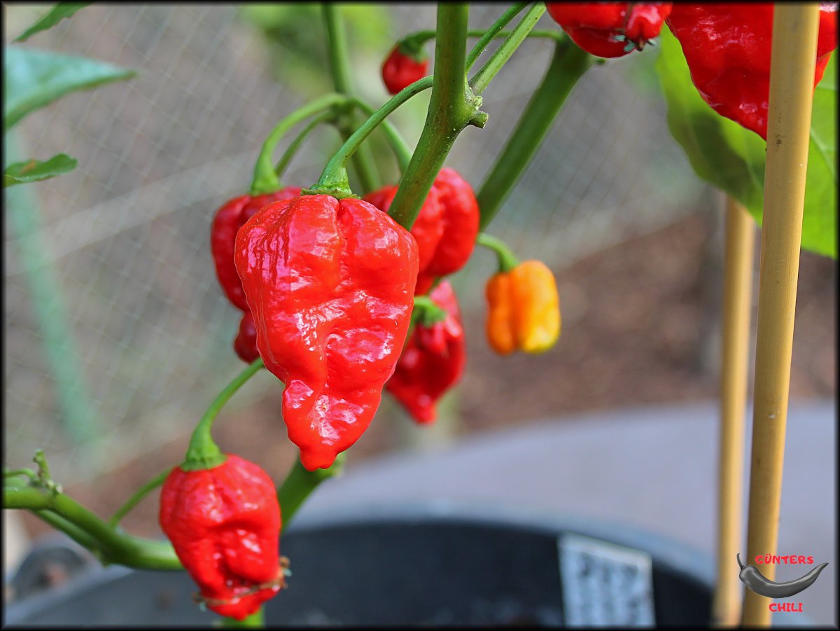 7 Pot Bubblegum Red Mixed Phenos 19092020_.jpg