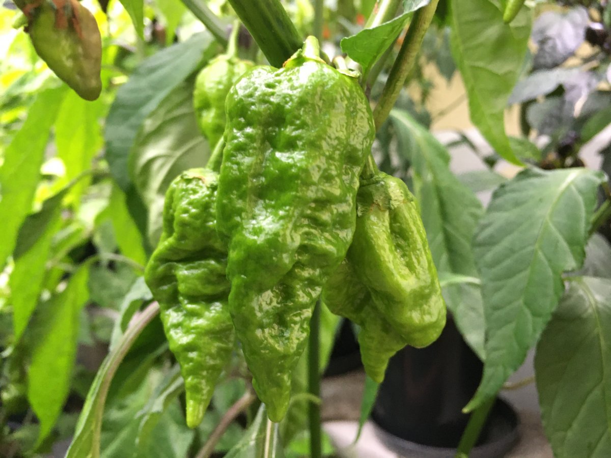 7 Pot Lava_01.JPG