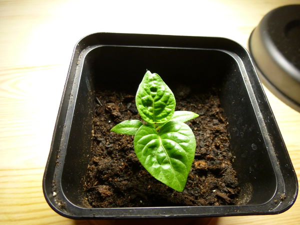 7Pod_20121214.JPG